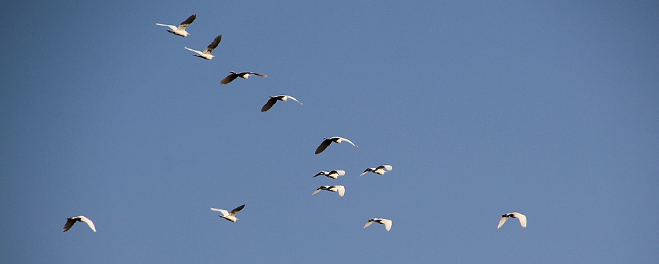 Kuhreiher im Flug
